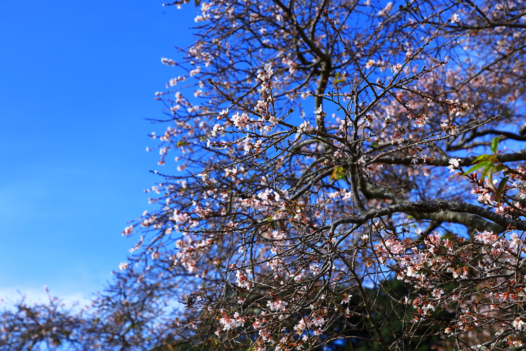 初冬のお花見