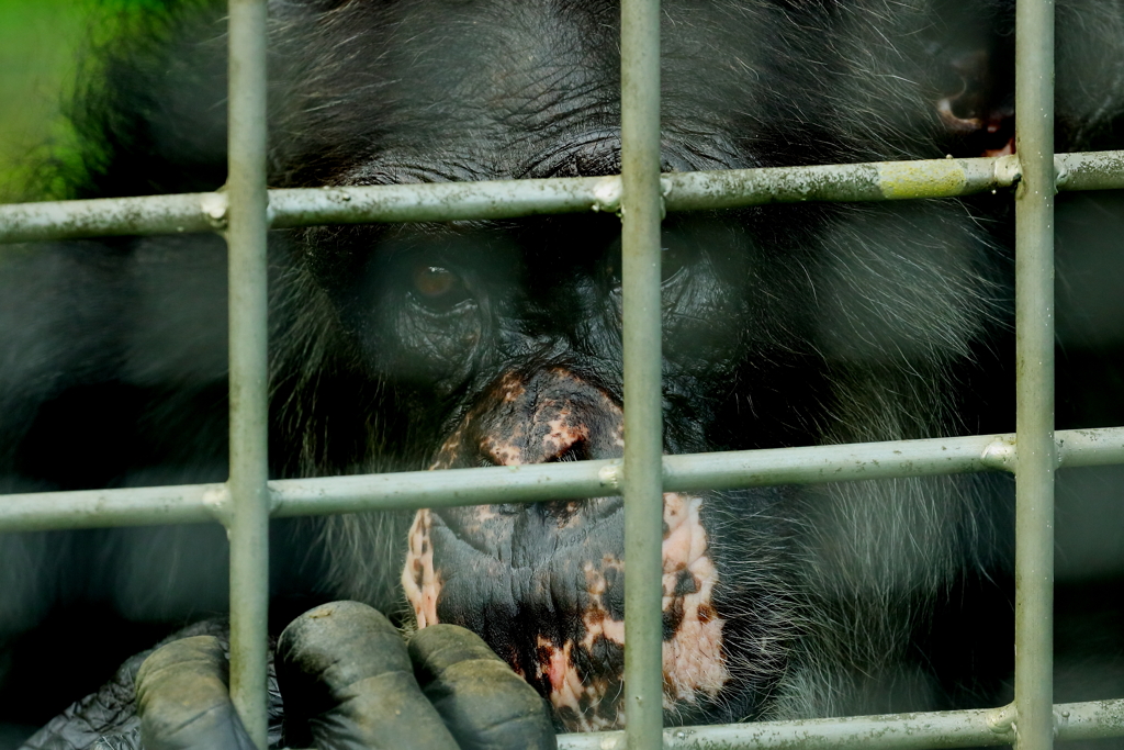 檻の中　鈍く光る視線