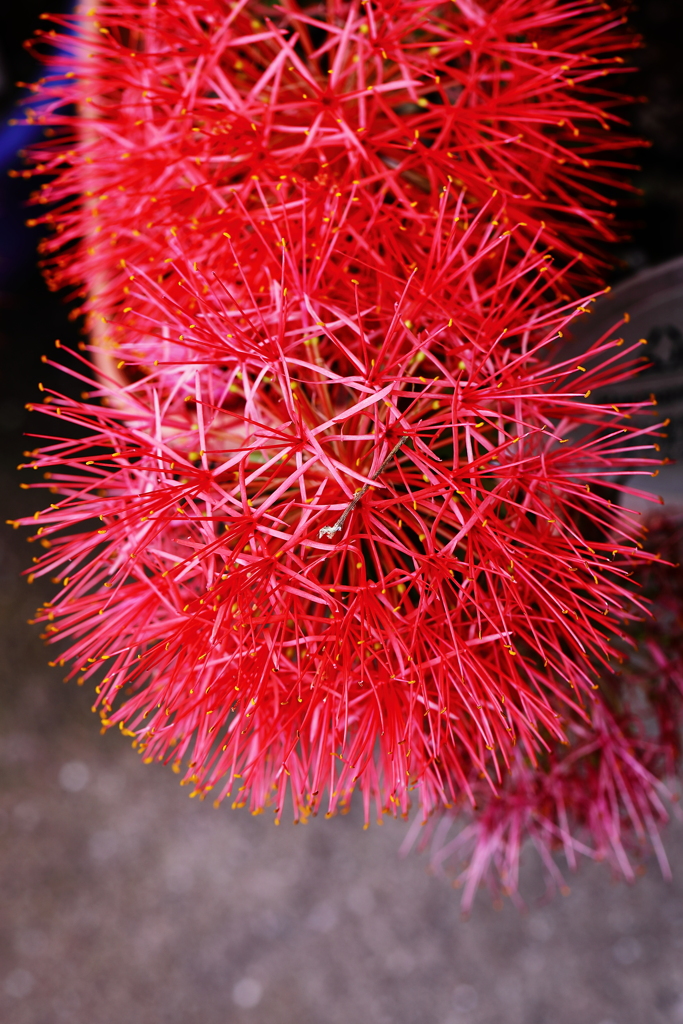 線香花火