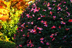 紅葉三昧　　負けじと