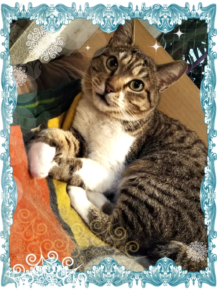 家猫(元野良猫)乙ちゃん 親ばか日誌  終章