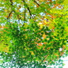 鬩（せめ）ぎあう季節　夏優勢