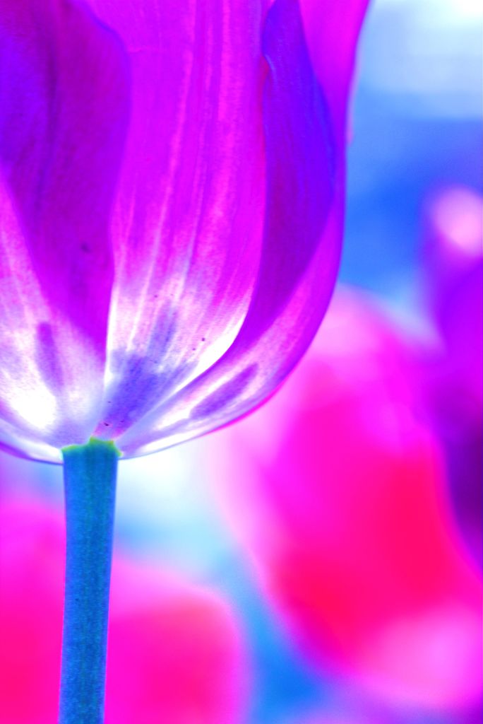 Sexual　violet