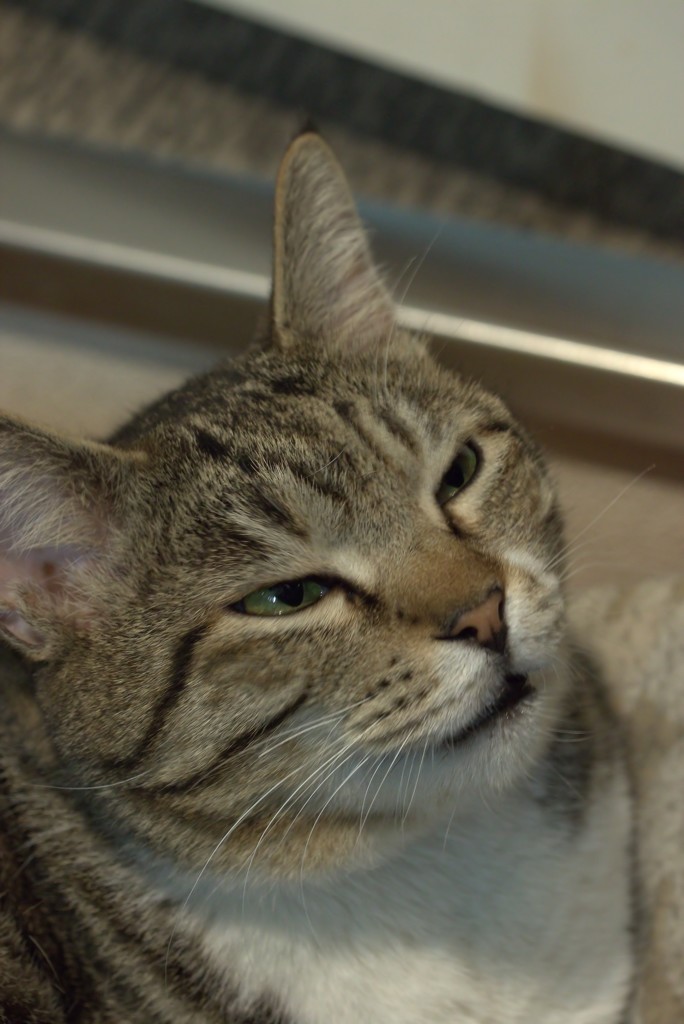 お主！　近眼か？！