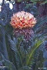 おどろおどろしい　蘇鉄（ソテツ）の花