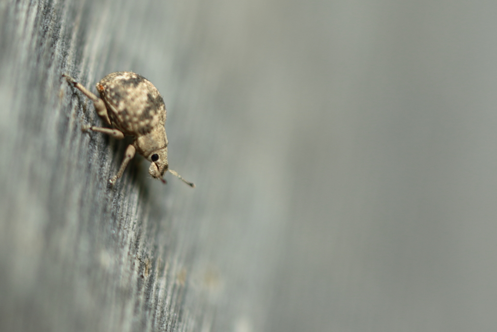 ずんぐりむっくり