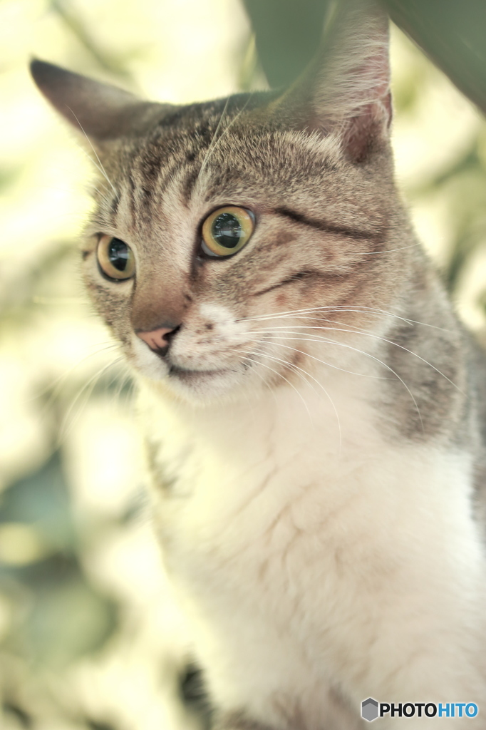 野良猫の気品