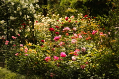 植物園の小さなバラ園