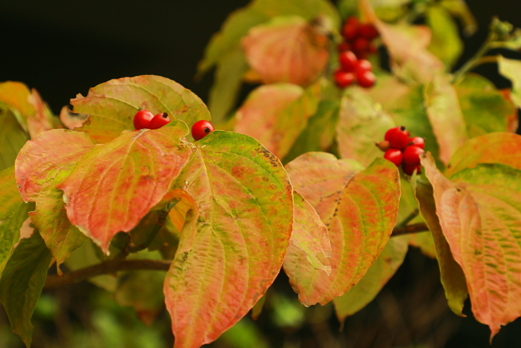 Ａｕｔｕｍｎ　ｓｅｎｓｏｒ