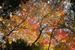 満天の紅葉