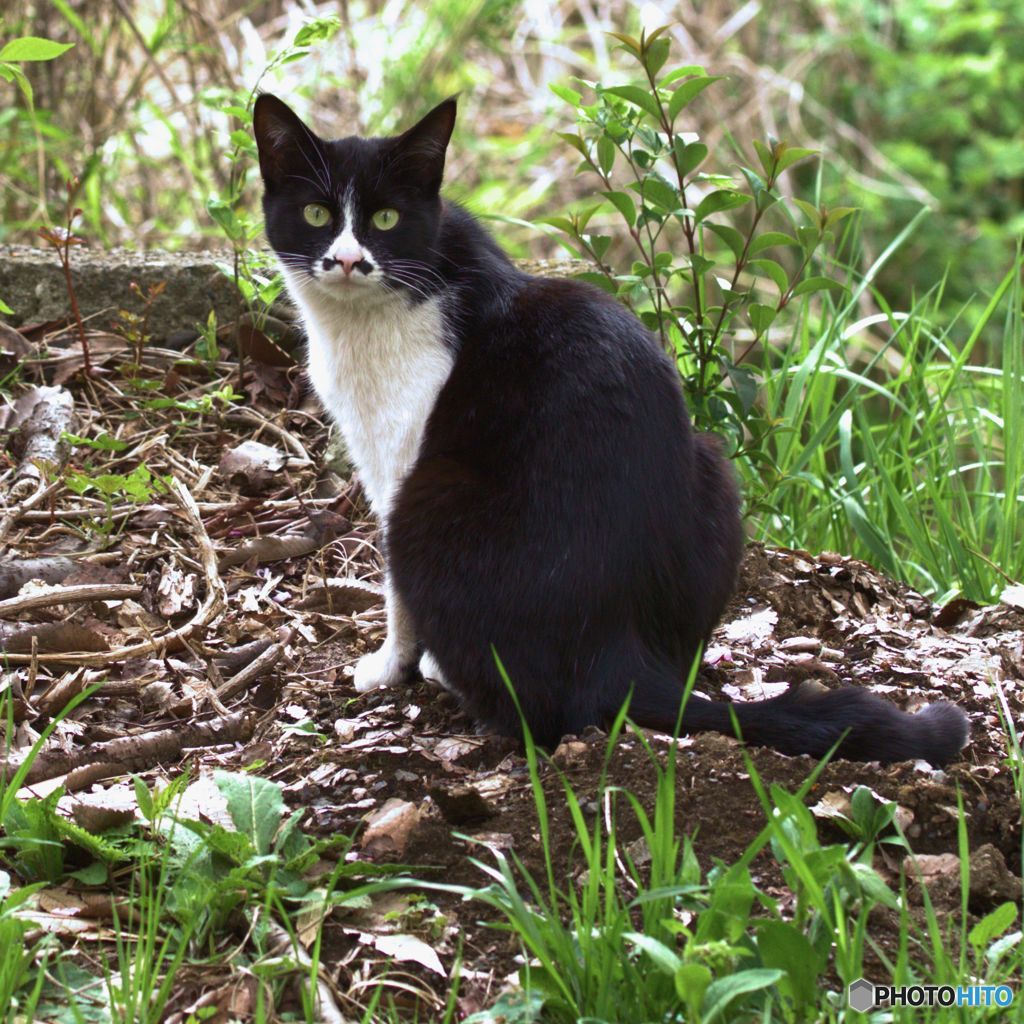 Black White 二つの顔を持つ猫 By リストリン Id 写真共有サイト Photohito