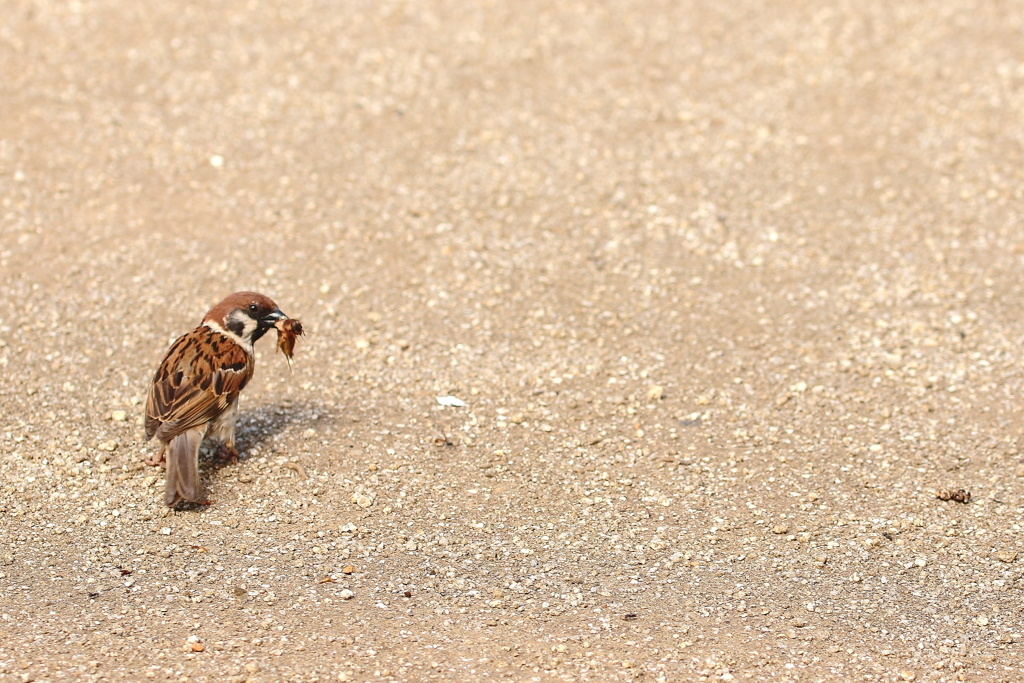 さて、どうしたものか・・・。
