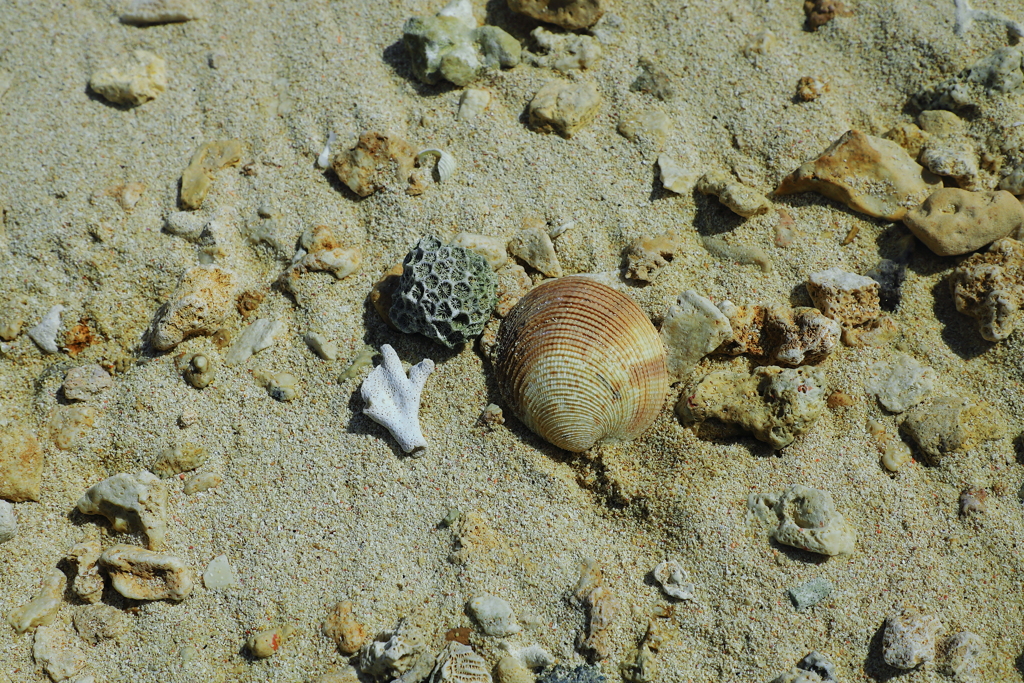 サンゴ礁の島(｡･ω･｡)ﾉ♡