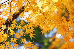 １月　最後の晩餐