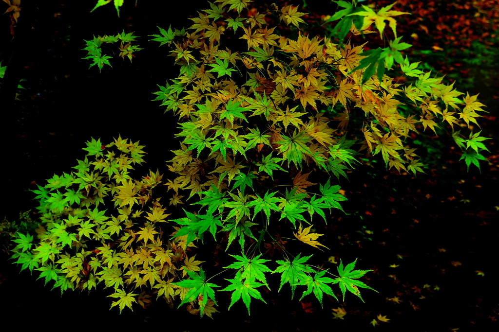 初めに「緑」ありき