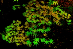 初めに「緑」ありき