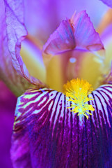 いづれ菖蒲（あやめ）か花菖蒲（はなしょうぶ）