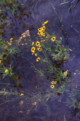 雑草と云うなかれ