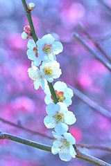 後背は紅梅