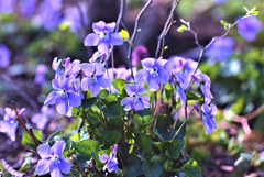 Spring　ephemeral