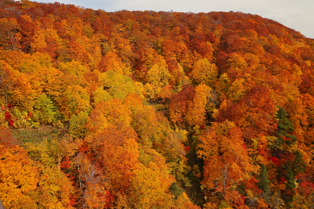 スケールの違う絶景黄葉