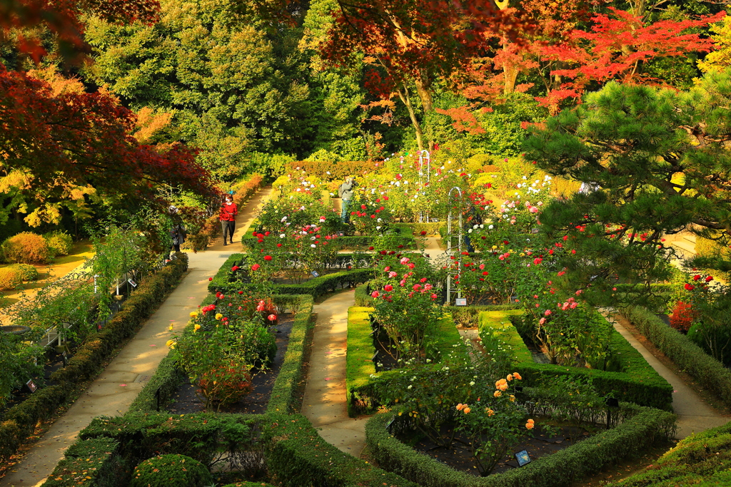 紅葉とバラの庭