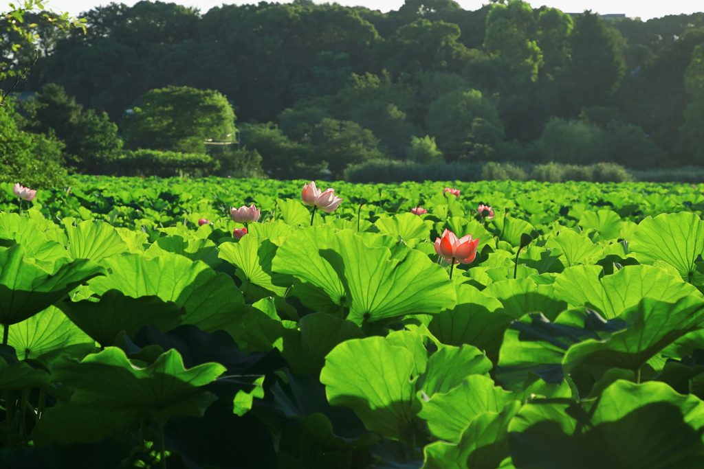 上野の森と蓮池(不忍池）