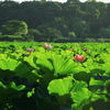 上野の森と蓮池(不忍池）