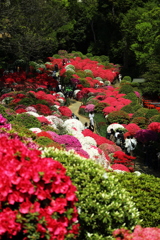 文京つつじ祭り