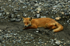 野付半島　　お昼寝中！