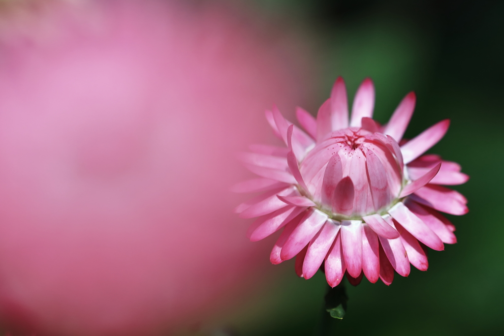 Ｍｙ　Ｆｅｒｂｅｒｉｔｅ　Ｆｌｏｗｅｒ