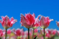 Ｆｅｓｔａ　は　蒼空