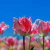 Ｆｅｓｔａ　は　蒼空