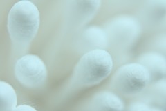 繭・・・。(;^ω^)　１