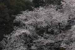高みの見物