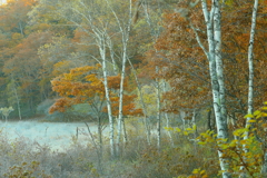 凍る　秋の彩