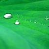 蓮の葉　「完全防水」