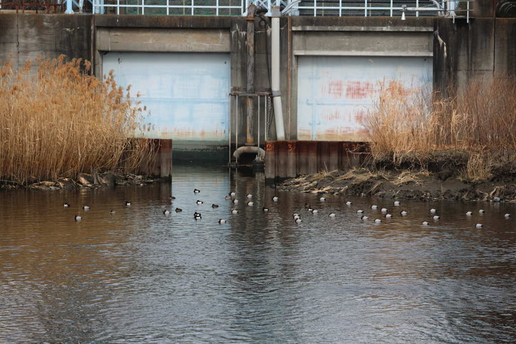風浦（かぜうら）