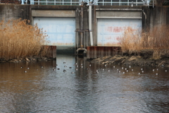 風浦（かぜうら）