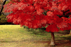 夢見ごこち　深紅