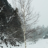 白樺　(の白)　は　雪　と　同化しない
