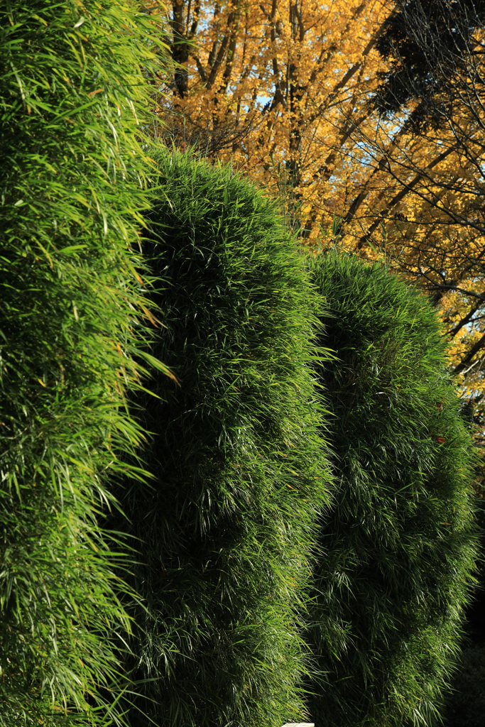 黄葉の公孫樹とモフ