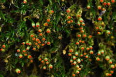 したたかな命の継承