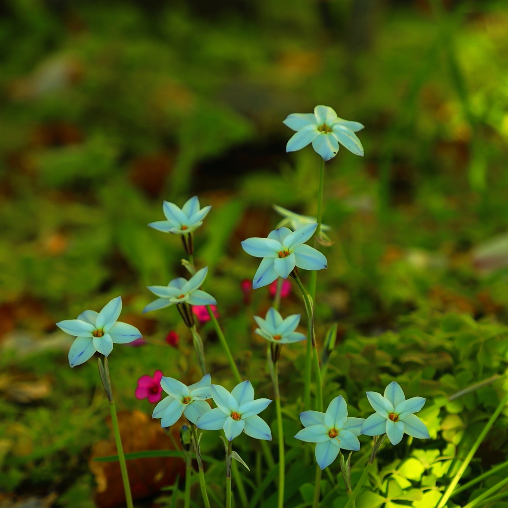 Ｓｐｒｉｎｇエフェメラル・・・、じゃない？
