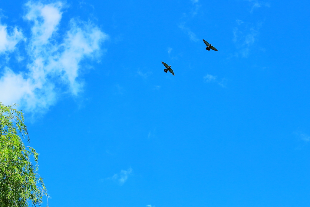 Ｆｒｅｅｄｏｍ