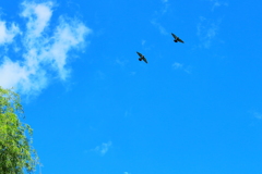 Ｆｒｅｅｄｏｍ