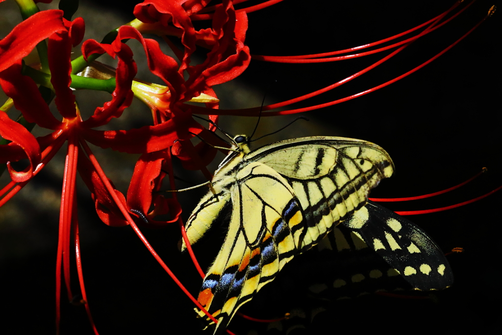 飛んで火に入る夏の虫