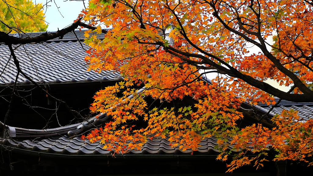 紅葉三昧　　甍（いらか）　も　染まる
