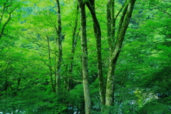 Ｆｒｅｓｈ　ｇｒｅｅｎ