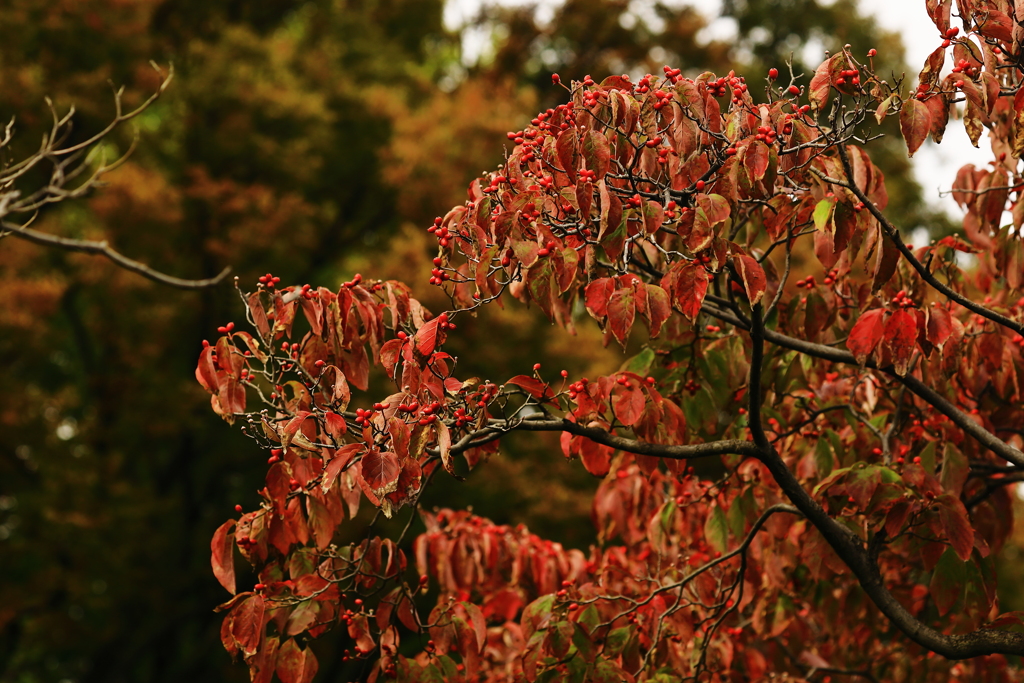 紅葉　初めの一歩